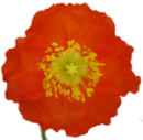 Islandmohn